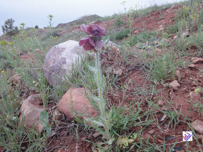 eynali wild flower -Tabriz